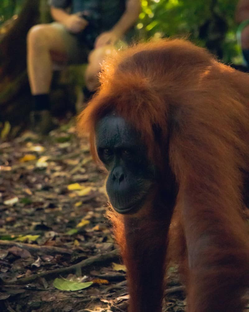 bukit-lawang-sumatra-orangutan-photos1