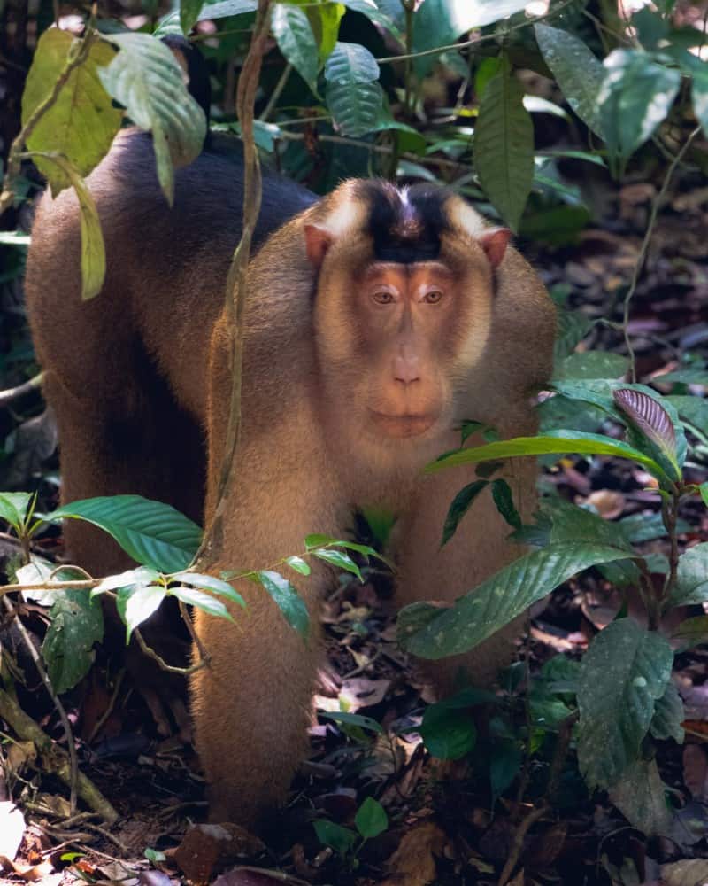 bukit-lawang-sumatra-orangutan-photos10
