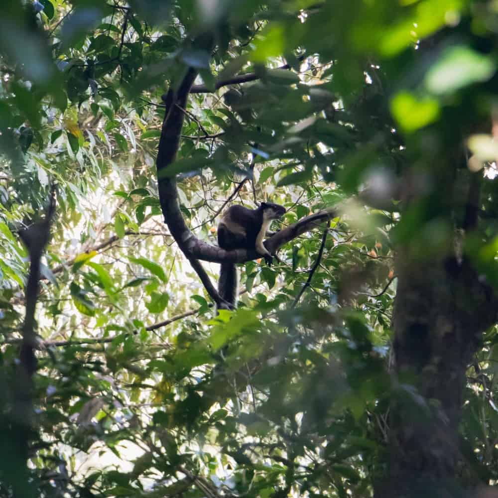 bukit-lawang-sumatra-orangutan-photos17