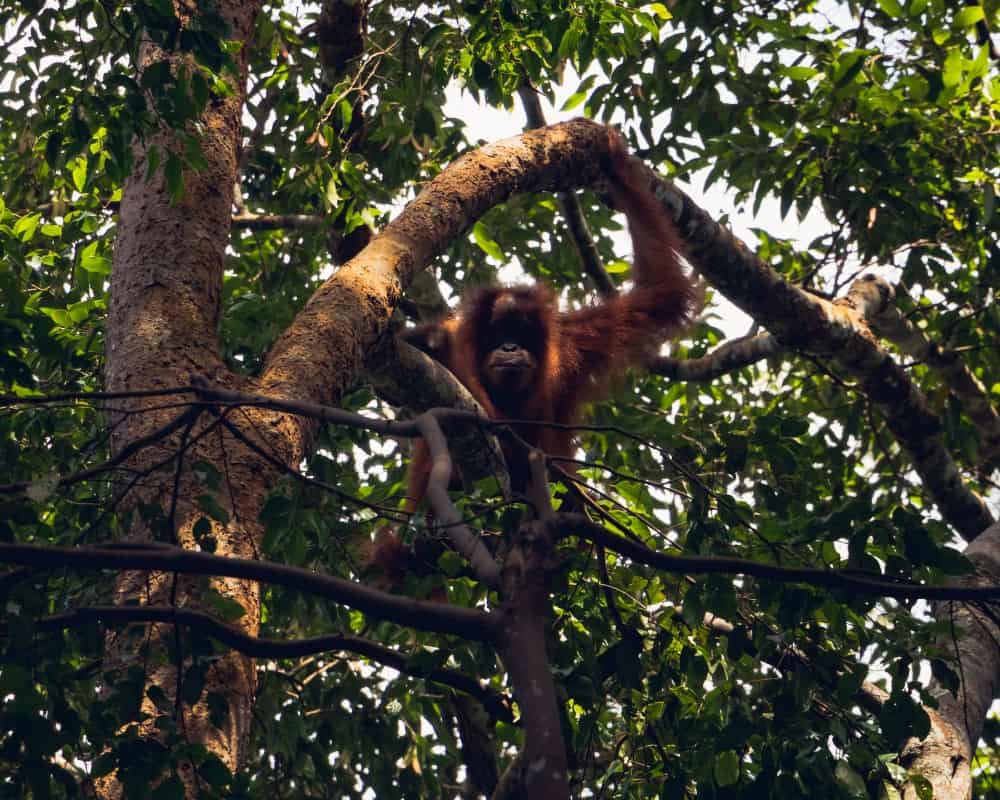 bukit-lawang-sumatra-orangutan-photos18