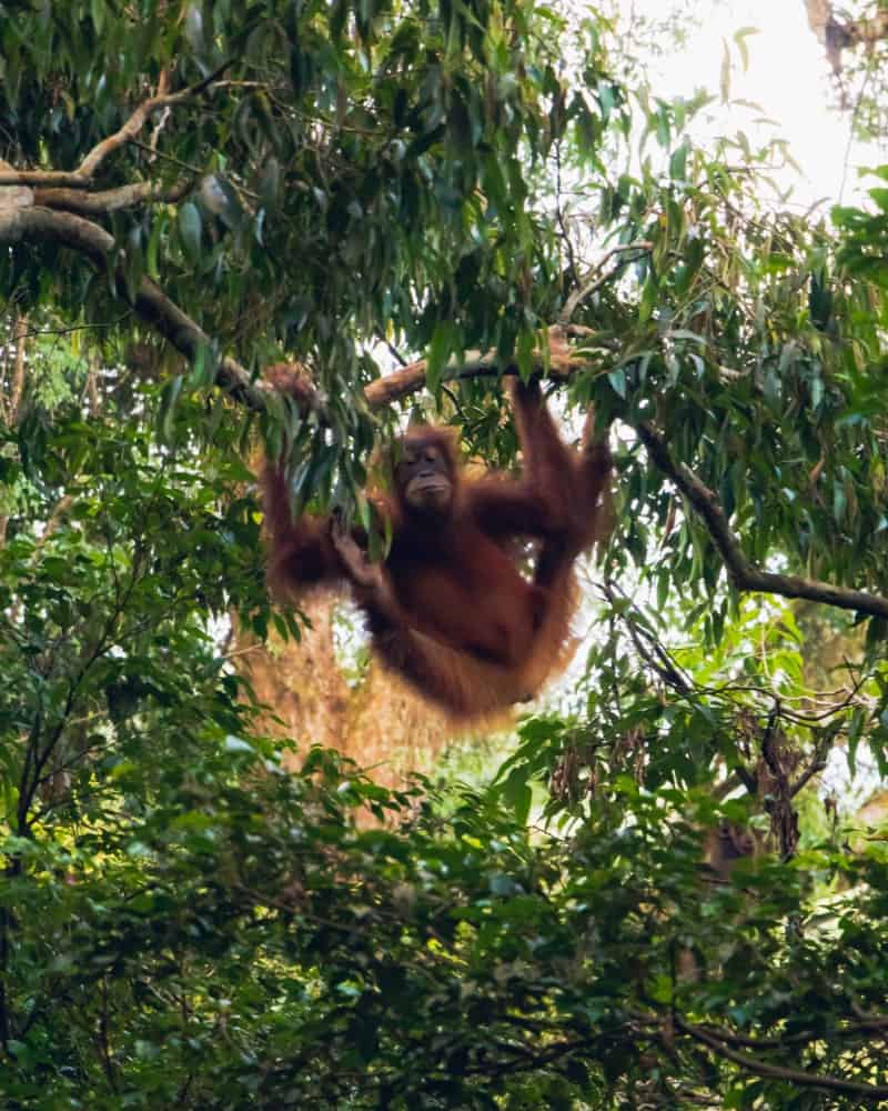 bukit-lawang-sumatra-orangutan-photos21