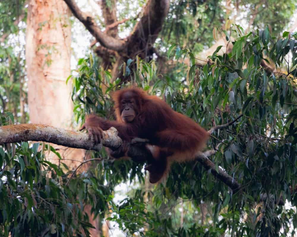 bukit-lawang-sumatra-orangutan-photos22