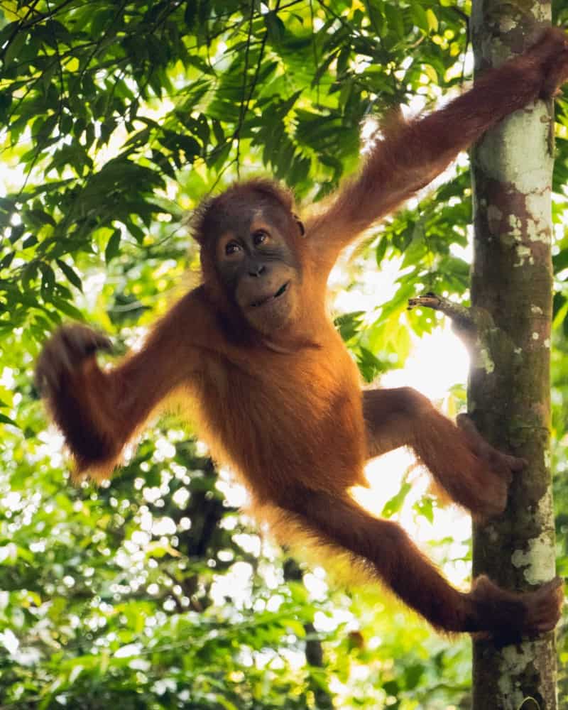 bukit-lawang-sumatra-orangutan-photos4