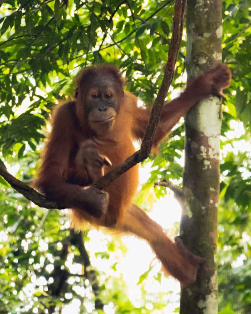 bukit-lawang-sumatra-orangutan-photos6