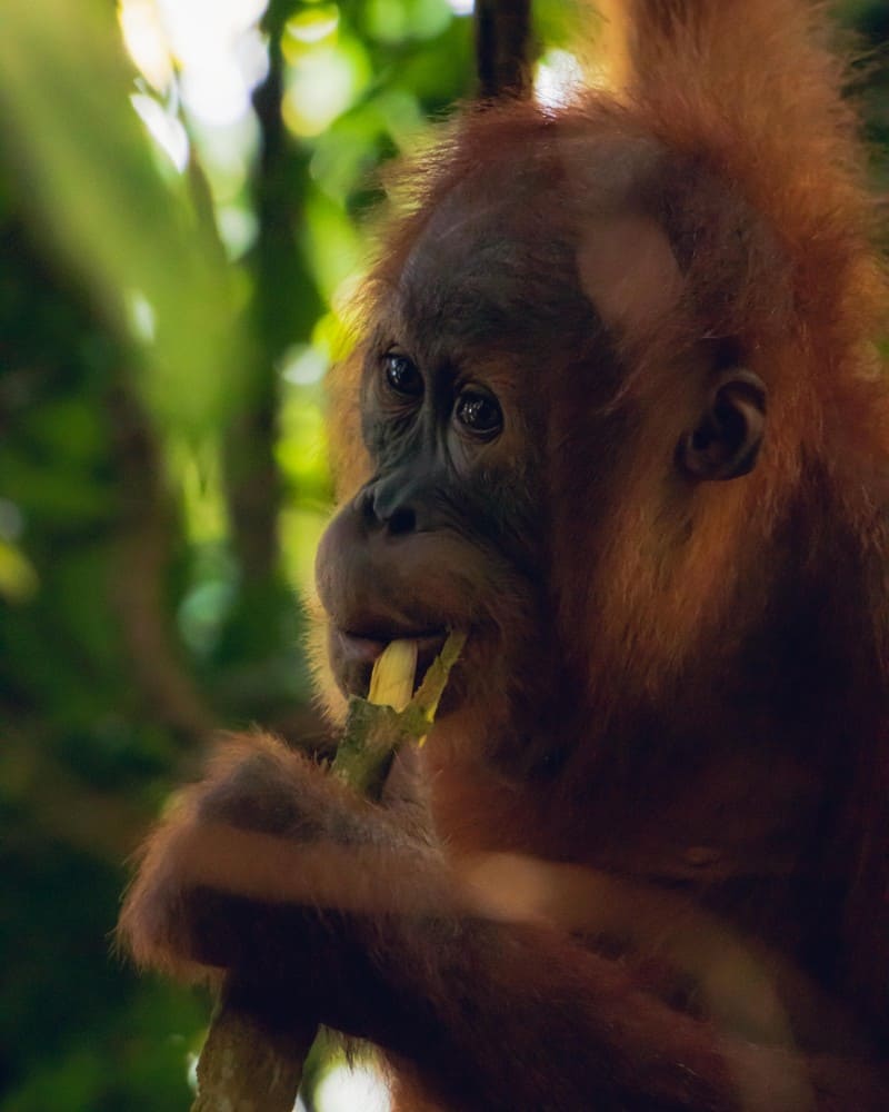 bukit-lawang-sumatra-orangutan-photos9