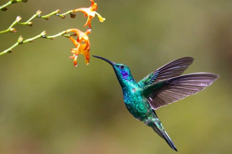 Costa Rica Has the Most Hummingbirds in the World