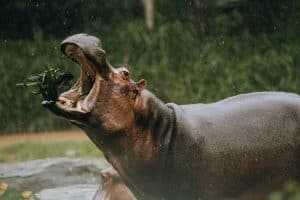 pablo escobar cocaine hippos