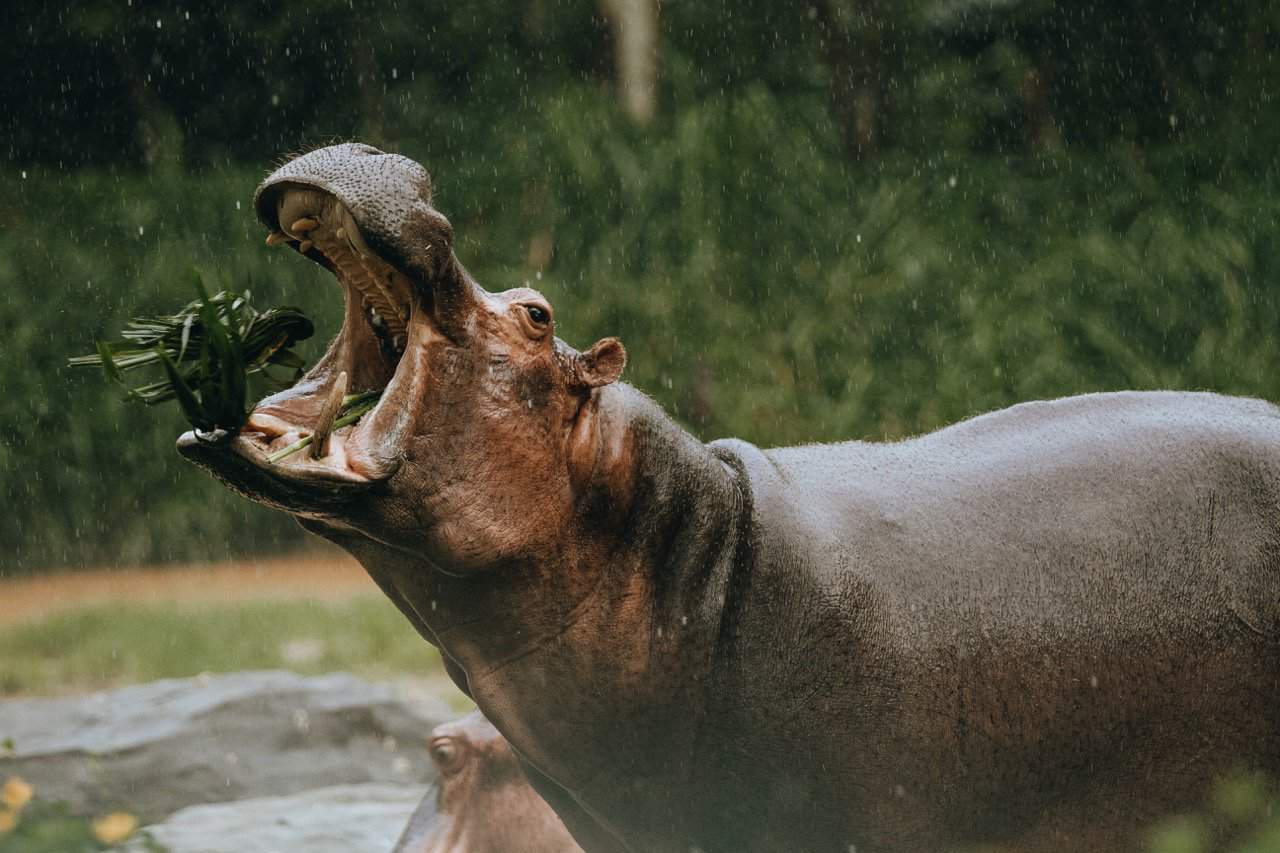 pablo escobar cocaine hippos