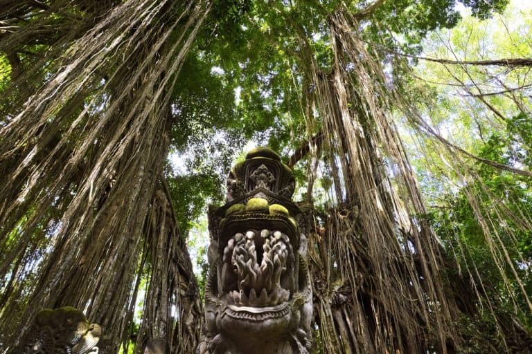 Monkey Forest Ubud Guide – Where Is It, What To Wear & More