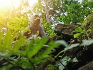 ubud monkey forest sunrise