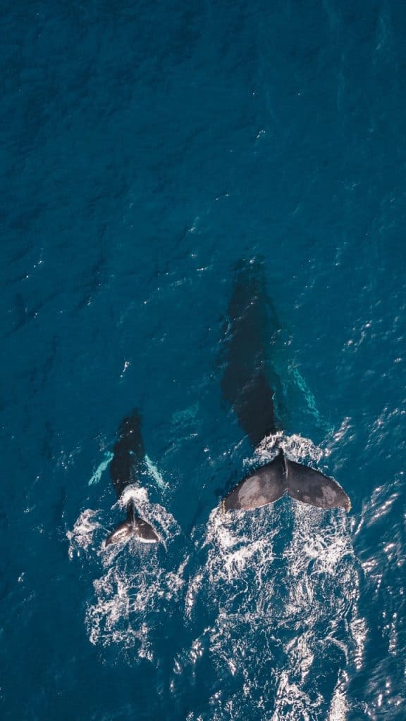 whales in hawaii