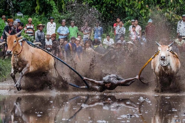 The Indonesian Cow Racing Festival of Pacu Jawi