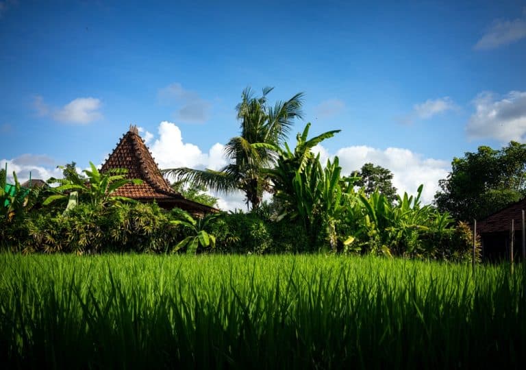 Where is Ubud Located? (READ THIS Before Going to Ubud)