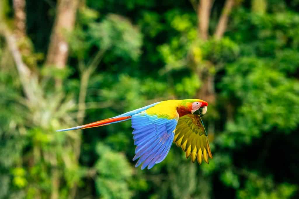 costa rica macaw flying