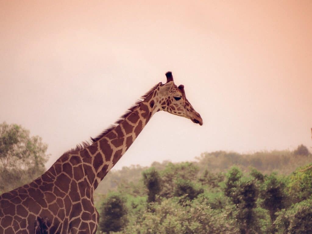 coron giraffe