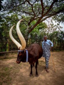inyambo cows rwanda